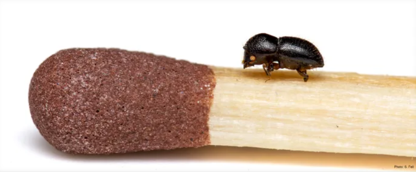 Beetle size compared to a matchstick.