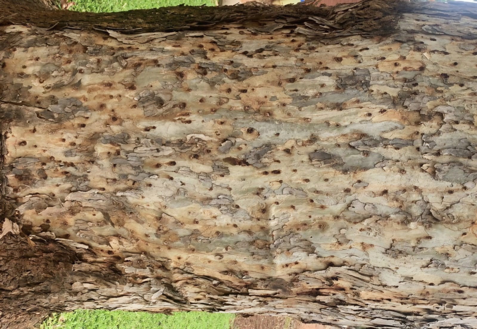 Infestation holes on a tree trunk.